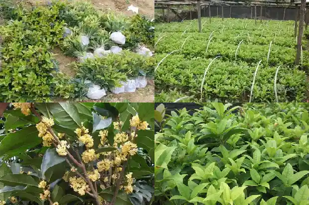房屋北面能种植桂花树吗?1681786245640