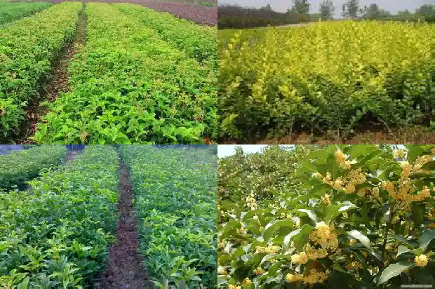 房子前面种桂花树风水好吗1681786273145