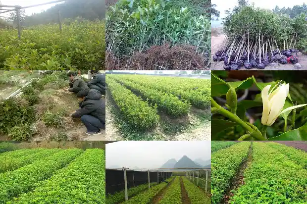 房子前面种桂花树风水好吗1681786273193
