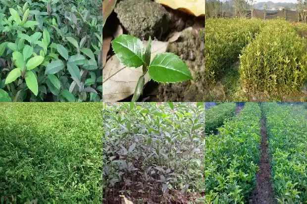 房子前面种桂花树风水好吗1681786273241