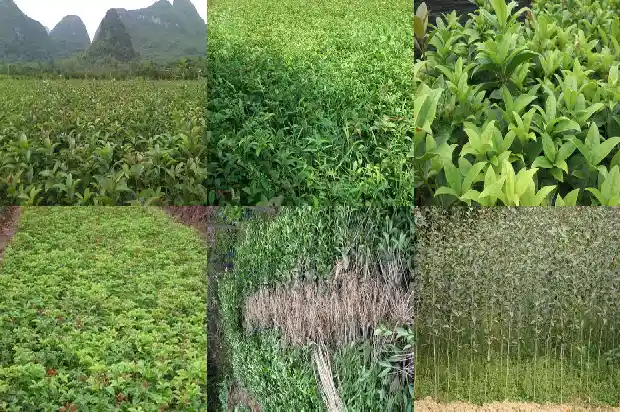 院子里可以种桂花树吗 风水1681786302795