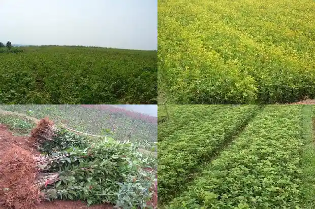 院子里可以种桂花树吗 风水1681786302891