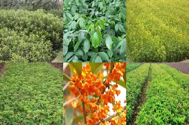 院子里面栽桂花树好吗1681786326045