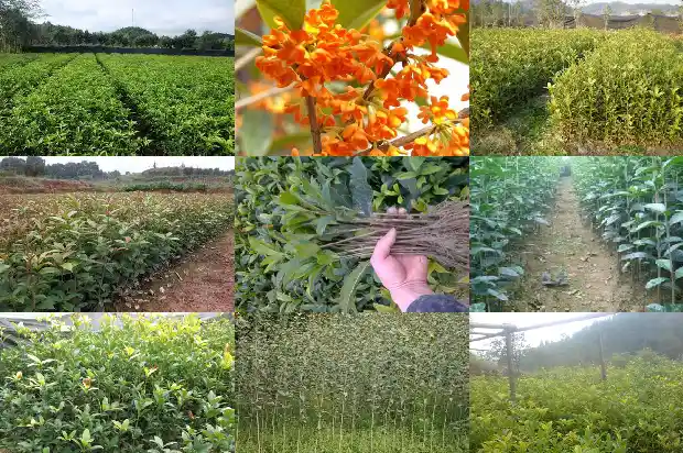 桂花树栽在院子里面好不好呢1681786353890