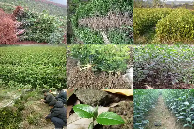 天香云阁桂花的特点1690850042938