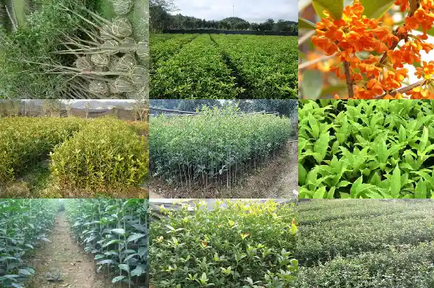 院子里适合栽桂花树吗1681786417156