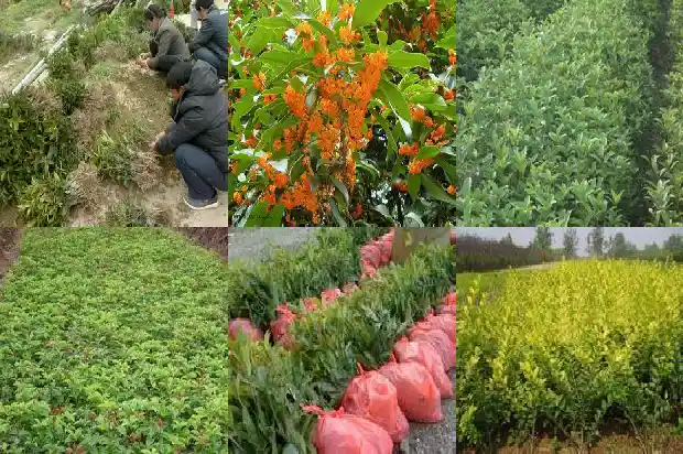 江苏桂花苗木基地1690677780144