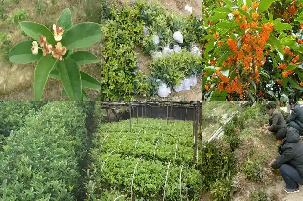 院子里适合栽桂花树吗1681786417297