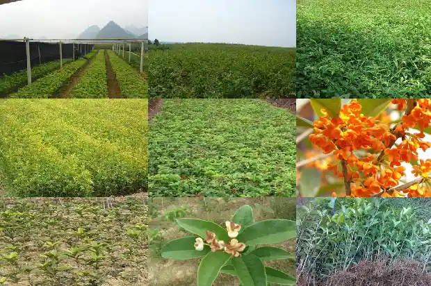 桂花树栽在院子哪个位置风水好点1681786444556
