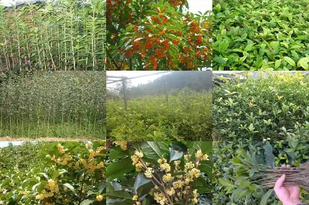 桂花树栽在院子哪个位置风水好点1681786444604