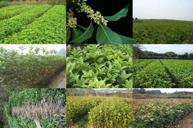 院子栽桂花树风水好吗1681786478262