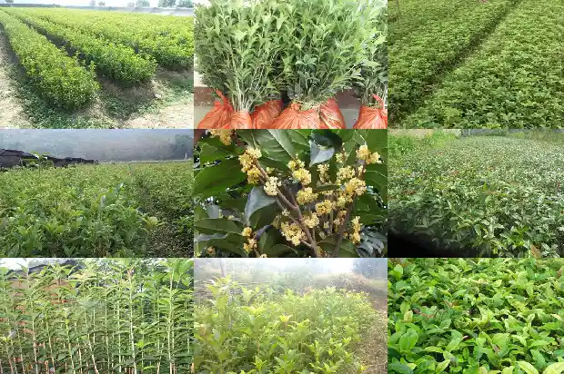 院子栽桂花树风水好吗1681786478309