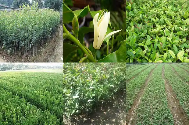院子栽桂花树风水好吗1681786478404