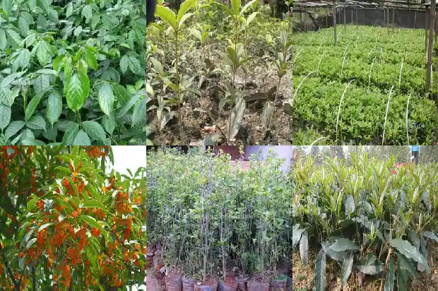 家里有棵桂花树怎么把它卖掉1690331501770