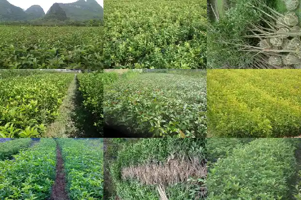桂花树栽在院子的风水1681786532277