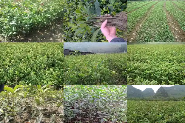 桂花树栽在院子的风水1681786532325