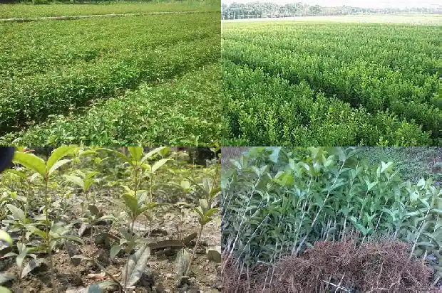 在院子里种桂花树好吗风水好吗1681786561977