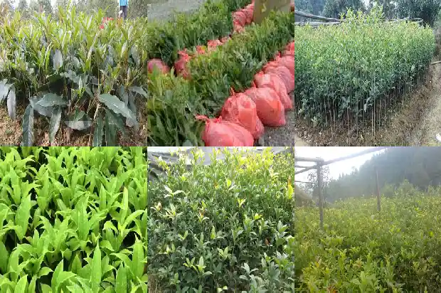 院子里种桂花树好吗 风水学1681786591435