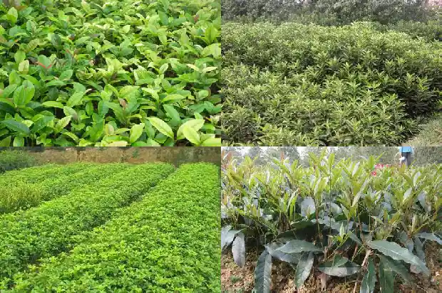 桂花地径一般是多少毫米长1688608999123