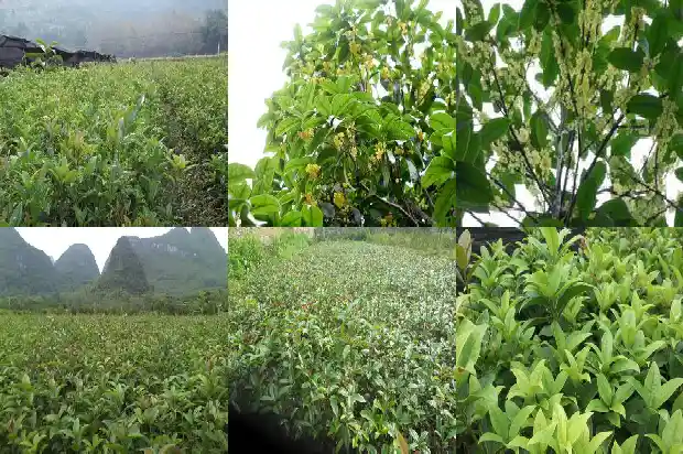 院子里适合种桂花树吗1681786626018
