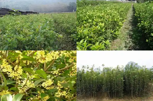 院内桂花树好风水1681786654216
