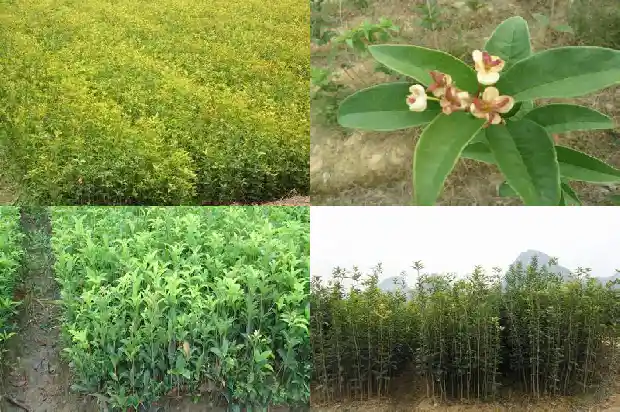 院内桂花树好风水1681786654264