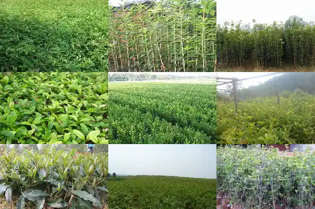 桂花树可种在院子里吗风水好吗1681786679933