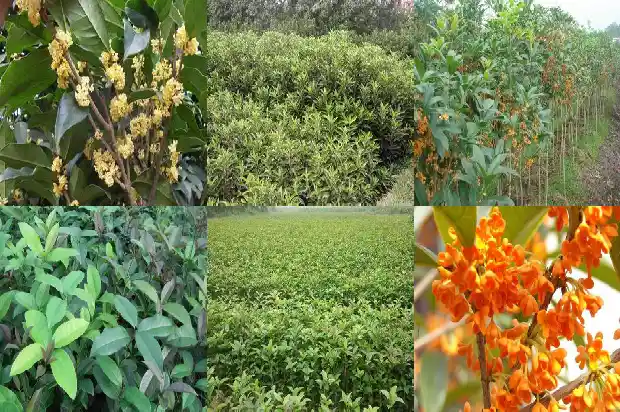 桂花树可种在院子里吗风水好吗1681786679981