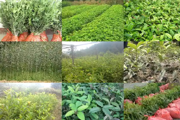 桂花不是清热解毒吗为什么不能喝1689207938297