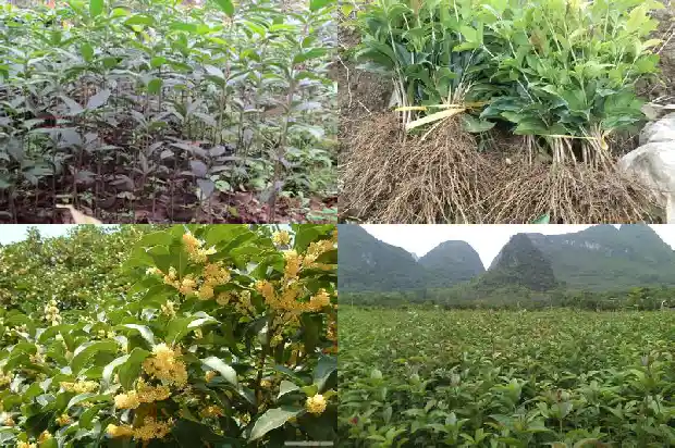 院子里种桂花树的1681786797560