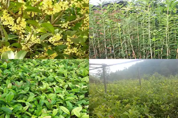 院子里不能栽桂花树吗风水好吗1681786828226