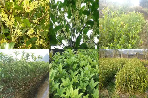 院子里不能栽桂花树吗风水好吗1681786828273