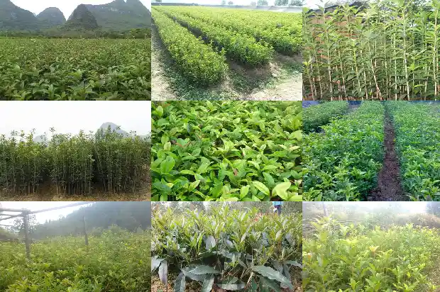 院子里可以种桂花树吗?1681786926705