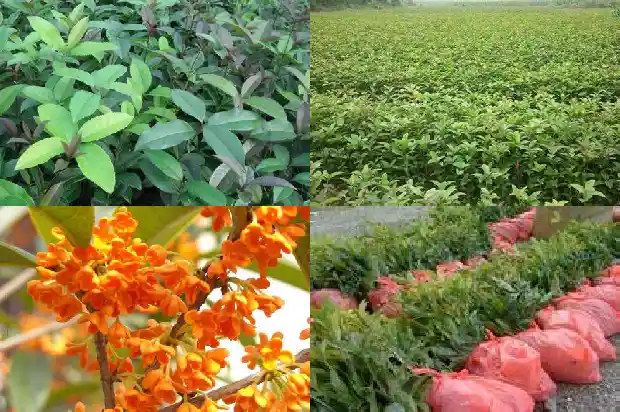 院子里可以种桂花树吗?1681786926753