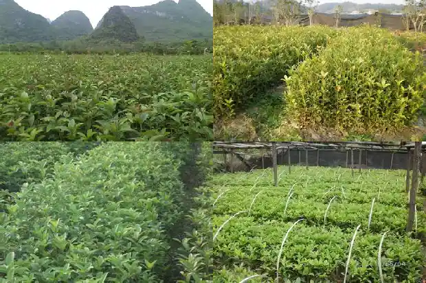 院子里不能种桂花树1681786954636