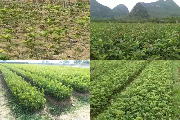院子里不能种桂花树吗风水好吗1681786980086