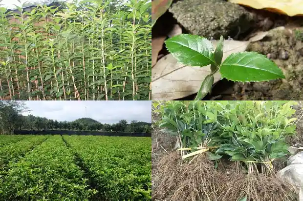 八月桂花树苗多少钱一支一颗1689725968054