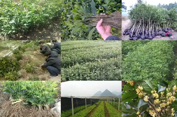 桂花树能长高吗1681787012948