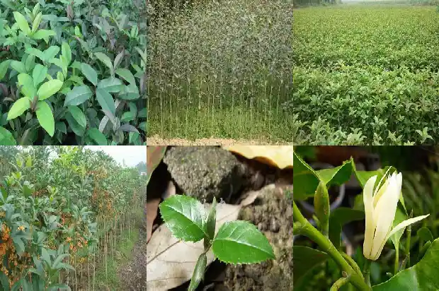 桂花树能长高吗1681787012994