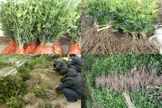 桂花把叶子全部剪了能活吗1681787070972