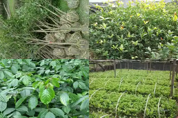 桂花树剪掉所有枝条还能活吗1681787099004