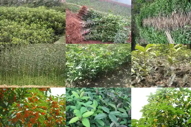 桂花树剪掉所有枝条还能活吗1681787099100