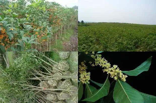 桂花树能种在阳台上吗风水好吗1681787152965