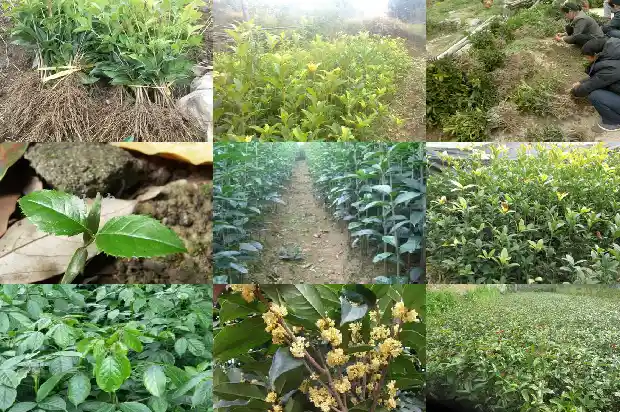 桂花树造型修剪方法1681787209008