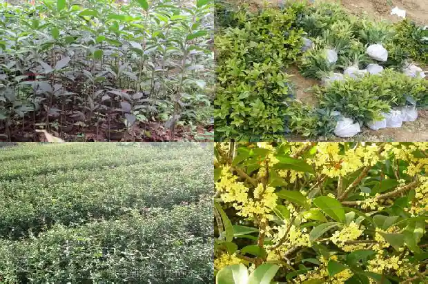 野桂花树可以嫁接八月桂吗1688948388919
