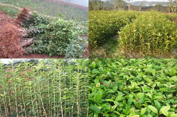 桂花树造型修剪方法1681787209103