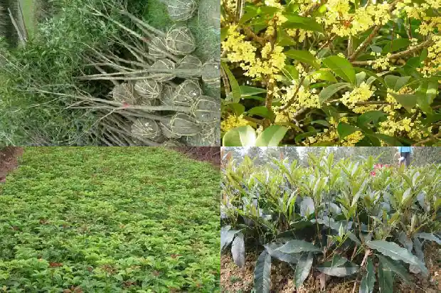 院子里的桂花树能砍吗1681787240325