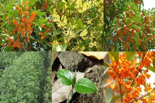 院子里的桂花树能砍吗1681787240373
