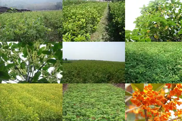 院子里的桂花树能砍吗1681787240421