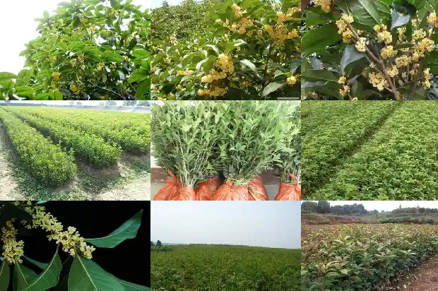 10月份的桂花是哪种1690504888319